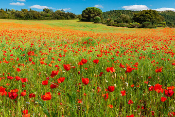 Spectacular field of beautiful poppies in the South of France