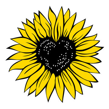 Heart shaped sunflower, vector illustration isolated on white background
