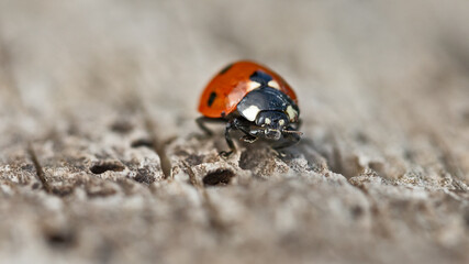 coccinelle sur un tronc d'arbre en gros plan