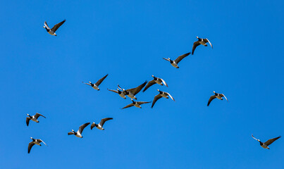 Eine Gruppe Weißwangengänse am Himmel