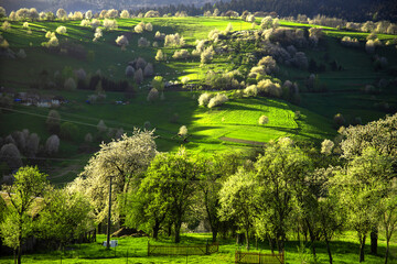 Amazing view on the village called Hrinova. Beautiful nature. Spring scenery. Blooming trees.  © Simona