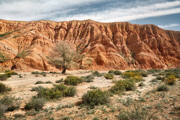 Fototapeta na wymiar Lonely Tree in Red Desert landscape