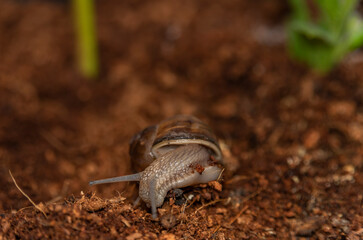 Snail in orange soil with green grass stalk