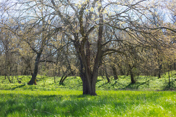 alone tree among green forest glade, spring countryside scene