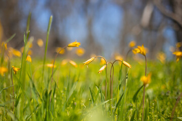 closeup wild yellow tulip flowers in green grass, spring outdoor prairie background