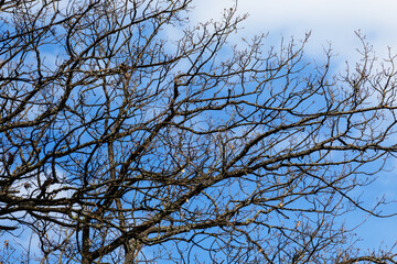 closeup tree branch on blue cloudy sky background