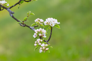 closeup apricot tree branch in blossom, meautiful spring countryside background