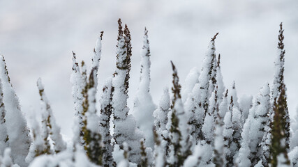 Close-up of small plants covered in snow