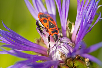 pyrrhocore ou gendarme en gros plan sur une fleur