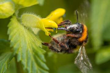Insekten Leben