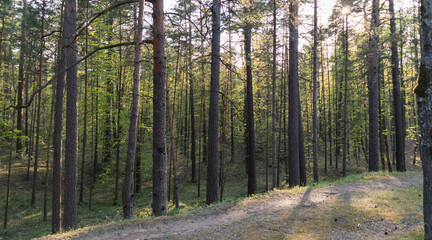 A small path in a pine forest