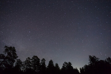 night starry sky above forest silhouette, night outdoor natural background