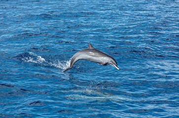 Fototapeta premium saut de dauphin 