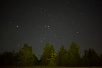 night starry sky above pine forest silhouette, night outdoor natural background