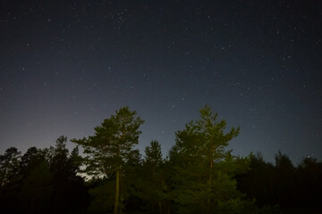 night starry sky above pine forest silhouette, night outdoor natural background