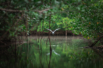 vol d'un héron sous la mangrove 