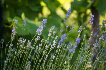 lavender lawn in the vineyard at sunset