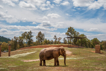 elefante en castillo de las guardas