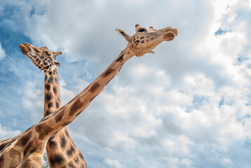 jirafa animal en castillo de las guardas Sevilla