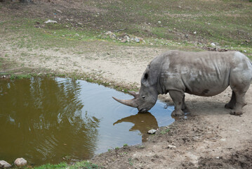 Fototapeta premium rinoceronte blanco bebiendo