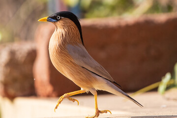 yellow billed hornbill