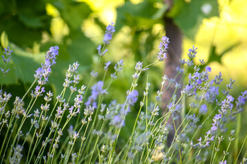 lavender field against the background of blurred vine leaves of the vineyard in the rays of the sunset