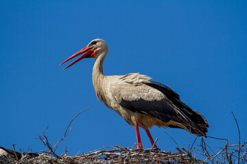 Landscape in Romania