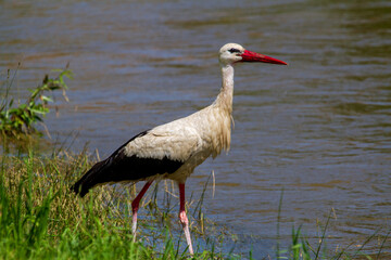 Stork while drinking