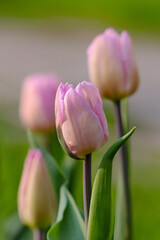 Lively blossoming pink tulips in soft morning tones. Minimalistic vertical shot of spring flowers