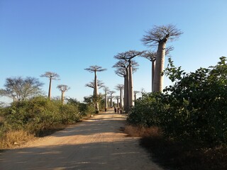 Baobab Alley