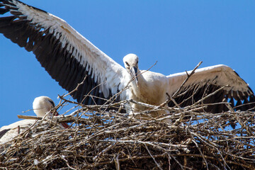 A young stork's flight show