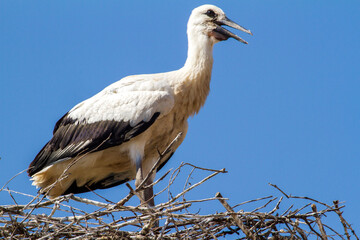 A young stork's flight show