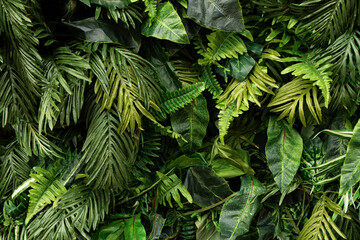Fototapeta na wymiar Background from green glossy tropical leafs.Different foliage plants on dark bcakdrop.Good as advert banner with copy space.