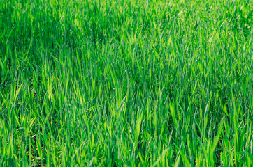 Fresh green grass. Winter wheat background in the field