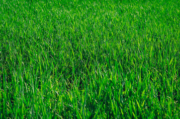 Fresh green grass. Winter wheat background in the field