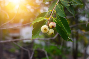 Organic fruits on tree. Syzygium jambos (Scientific name : Syzygium jambos (L.) Alston)