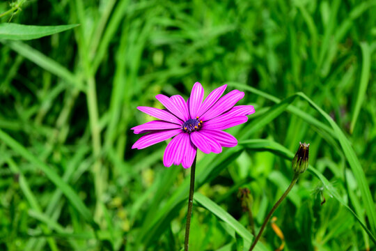 Lilac daisy contrasting with the green grass.