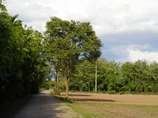 Sky with clouds and field