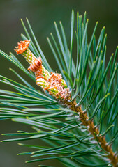 Beautiful flowers in close-up, with background