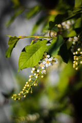 leaves on a tree