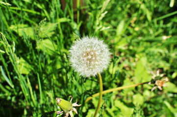 Dandelion flower. Close-up of a blooming dandelion flower on a blurred green background. Background, texture, bokeh.