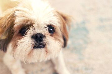 image of cute shi tzu dog in the room. warm and cozy morning at home