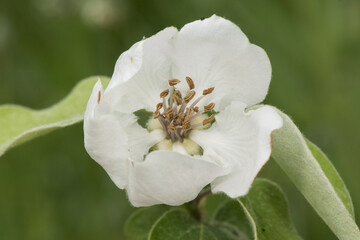 Cydonia oblonga quince white flower of large size and large petals with huge stamens of brown hairy leaves on green orchard background
