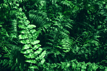 green tropical leaves background. summer and nature concept.