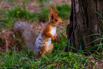 Squirrel in the park looking for food