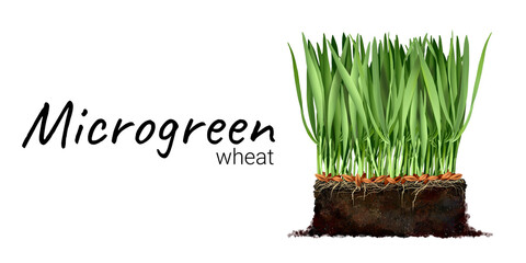 Cultivation of microgreen wheat Young sprout Grass for cats seeds in the ground plant roots, soil Vegan healthy food Process of seed germination Realistic freehand drawing isolated on white background