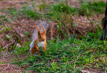 Squirrel in the park looking for food