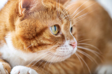 Portrait of a young beautiful domestic cat of red color, close-up.