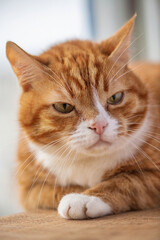Portrait of a young beautiful domestic cat of red color, close-up.
