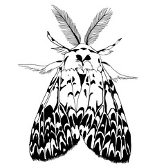 Fluffy mustachioed moth. Black and white graphic drawing on a white background. Beautiful butterfly butterfly, print for clothes, children's clothes, for kindergarten and coloring picture.